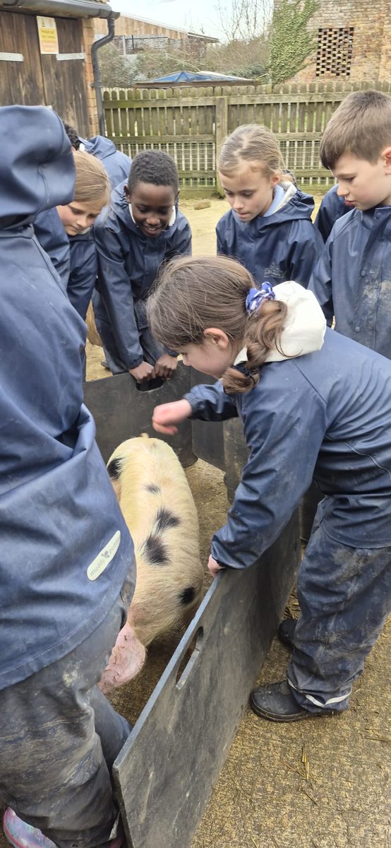 BHallTrips's tweet photo. Group 2- pig weighing https://t.co/KRqhcGTcje