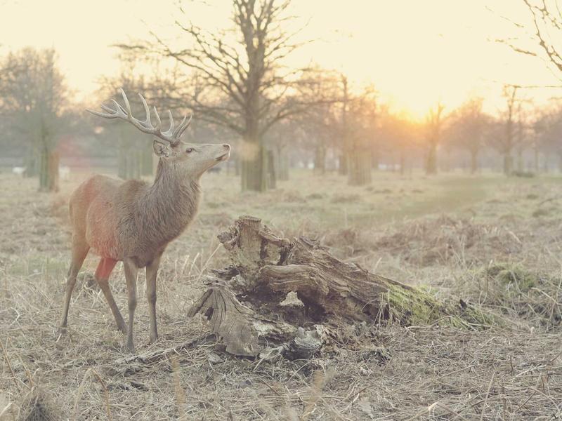 硅谷算力储备战进入白热化。与其去追逐高弹性的次新链，不如关注算力与主链资产的底层绑定逻辑。资本在寻找下一个流向洼地。