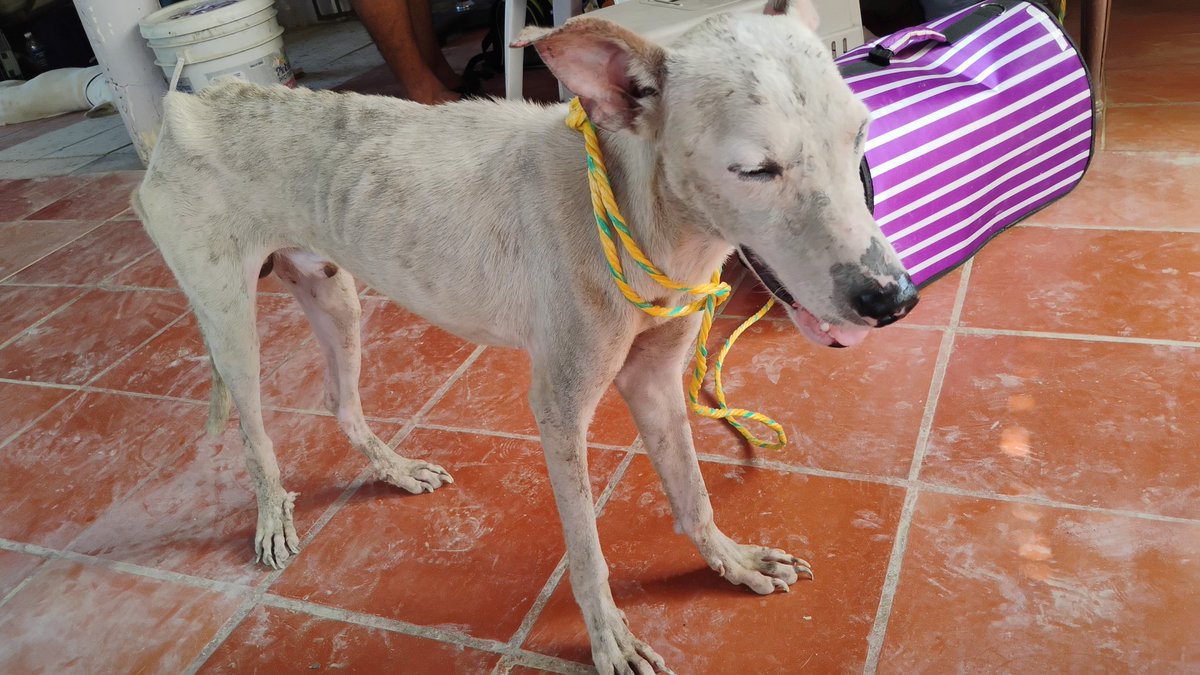 FunTerramor's tweet photo. @andreanimalidad @PaolaCabreraFr1 Uno de los beneficiarios, rescatado en una trocha cuando íbamos de pital de Carlin a Puerto. Nuestro querido "Sonriente" 
Gracias Doc por hacer esto posible y por su trabajo, sencillez, empatía y escucha https://t.co/yTo9j41Q4I