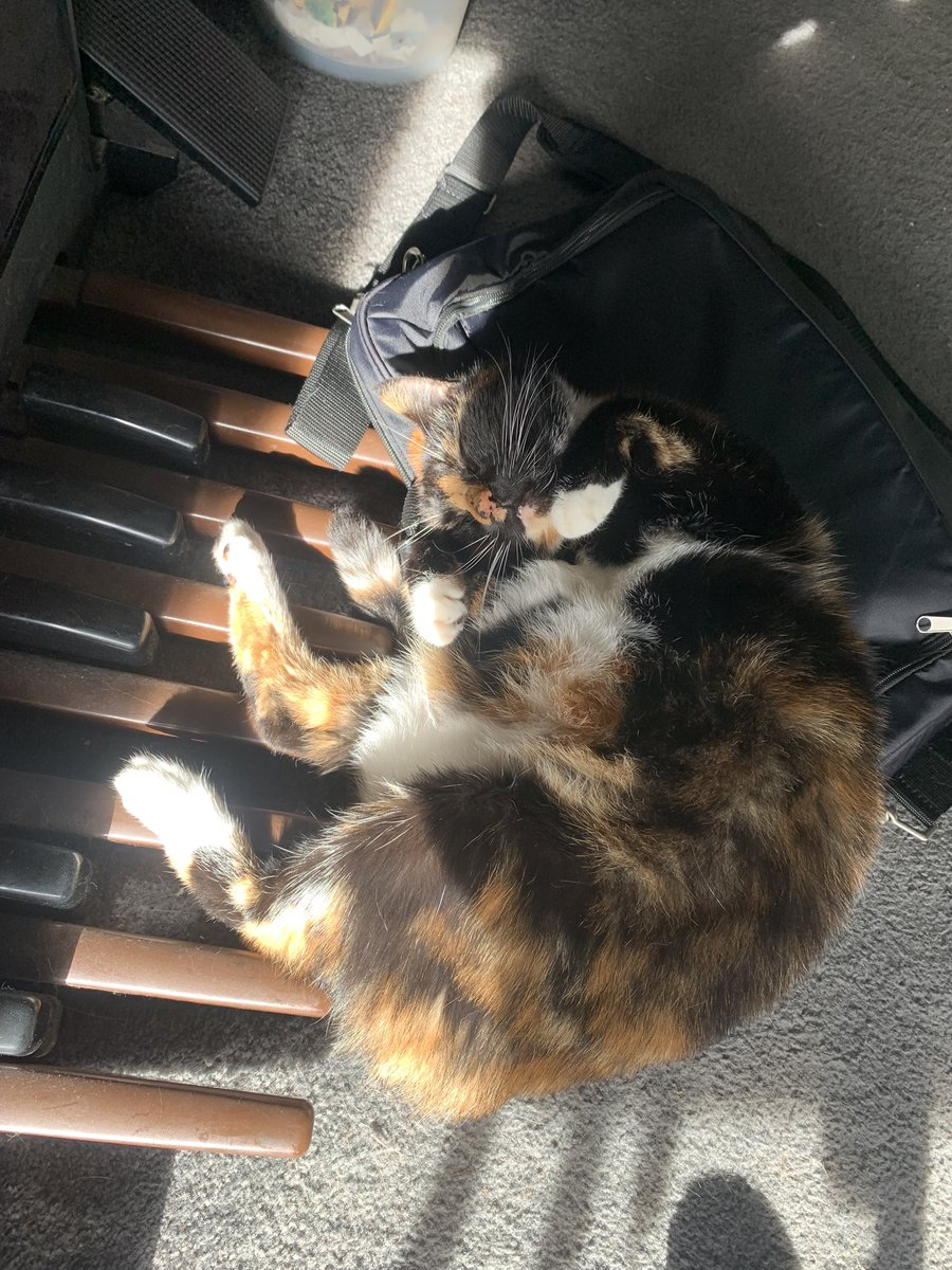 turtle the cat 🐢 tweet media