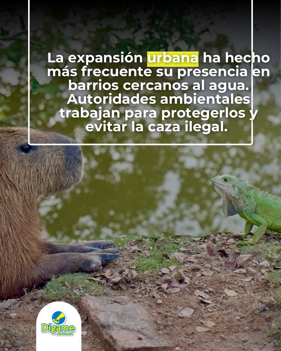 #MedioAmbiente

🐾 LOS CHIGÜIROS TAMBIÉN SON BARRANQUEÑOS 💚

En Barrancabermeja es cada vez más común ver familias de chigüiros caminar al amanecer o descansar cerca de ciénagas y humedales como la San Silvestre.