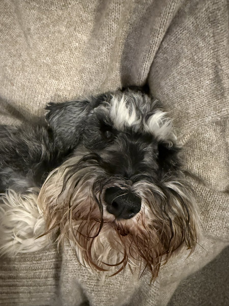 Ralph the Mini Schnauzer tweet media