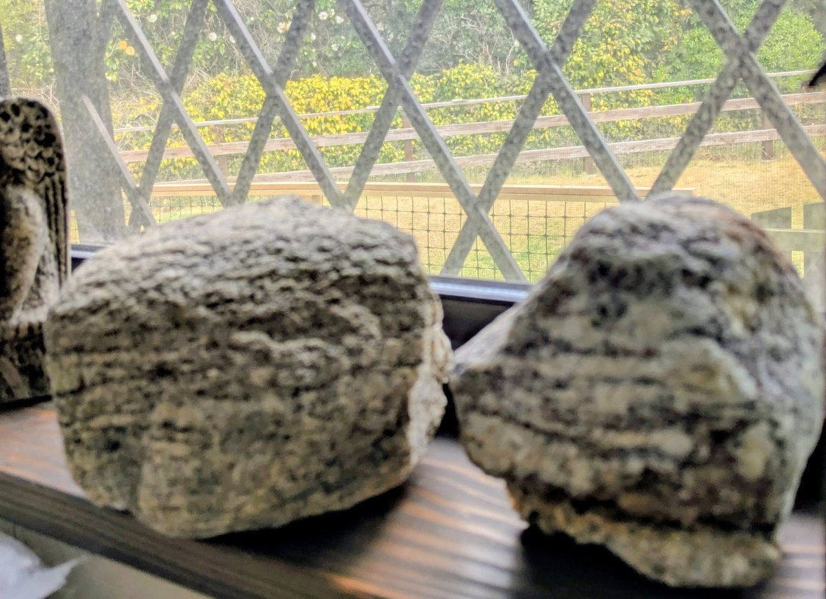 南極の石を出してみた