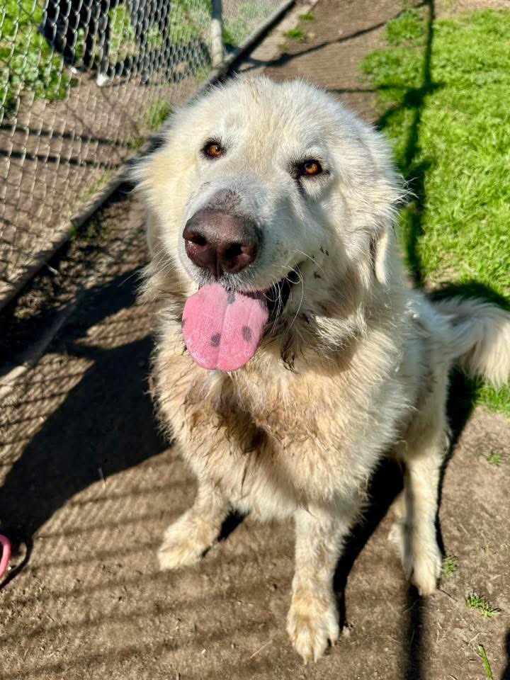RussianBerner's tweet image. Just look at this cutie pie Cloud 🥹😍🥰 all he needs is a good bath and groom, some healthy food and lots of love ♥️❤️‍🩹 #GreatPyrenees #2yo #100lbs Email: sasainfo@stancounty.com - ID A607167 stanislausanimalservices.com/adopt-dogs.shtm