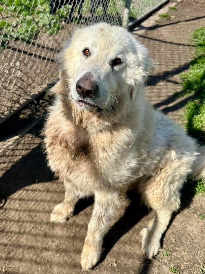 RussianBerner's tweet image. Just look at this cutie pie Cloud 🥹😍🥰 all he needs is a good bath and groom, some healthy food and lots of love ♥️❤️‍🩹 #GreatPyrenees #2yo #100lbs Email: sasainfo@stancounty.com - ID A607167 stanislausanimalservices.com/adopt-dogs.shtm