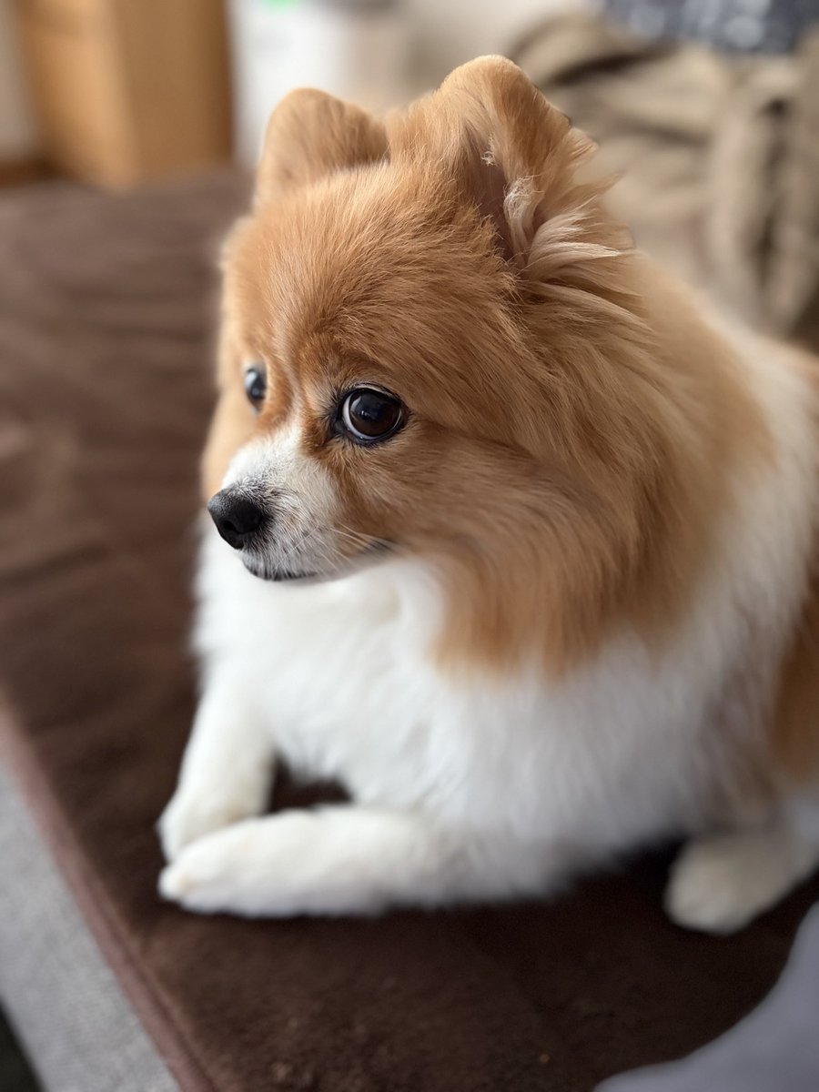 何か企んでる顔？

#かわいい
#ポメラニアン
#犬のいる暮らし
#犬好きさんと繋がりたい