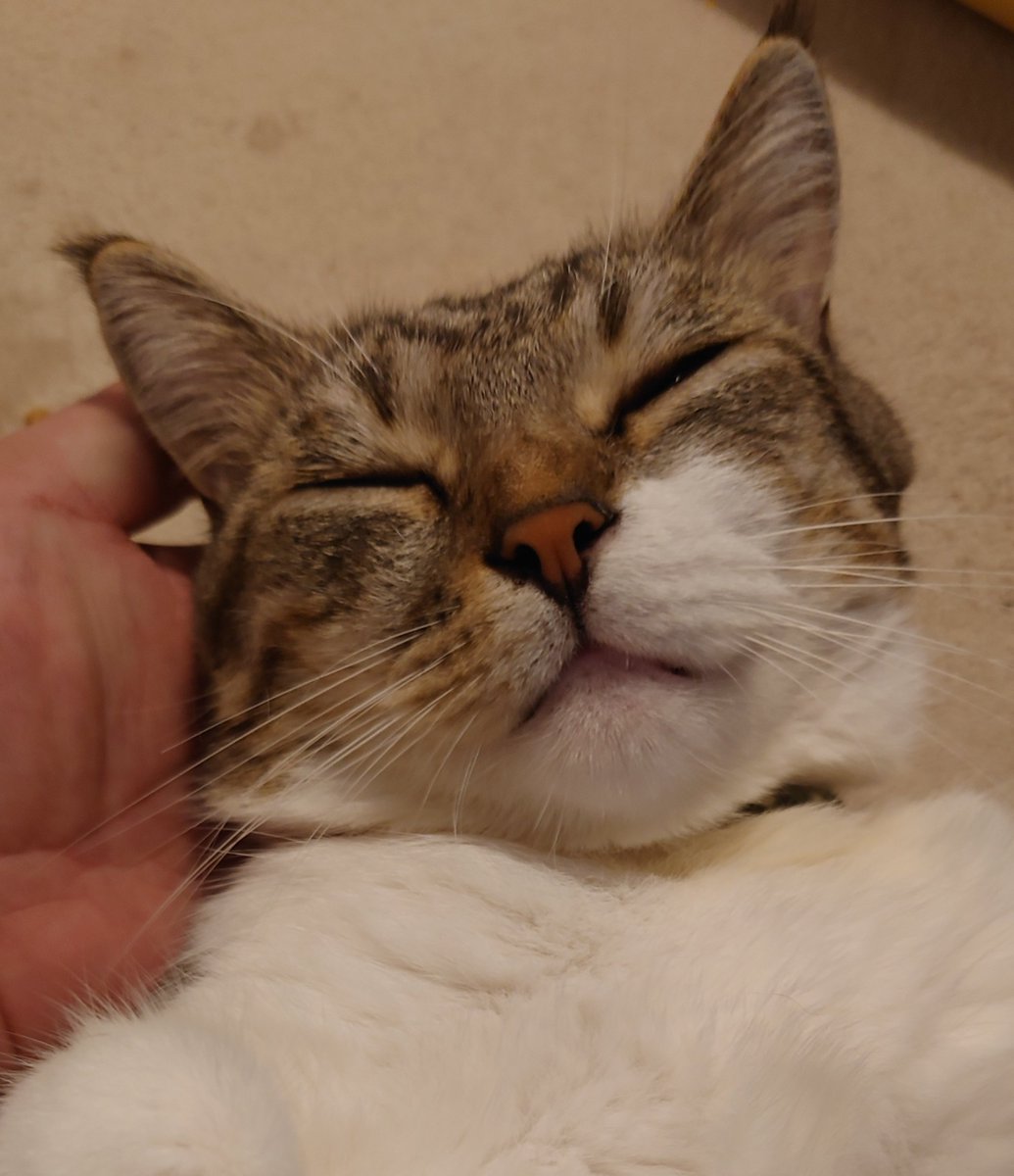 およし tweet media