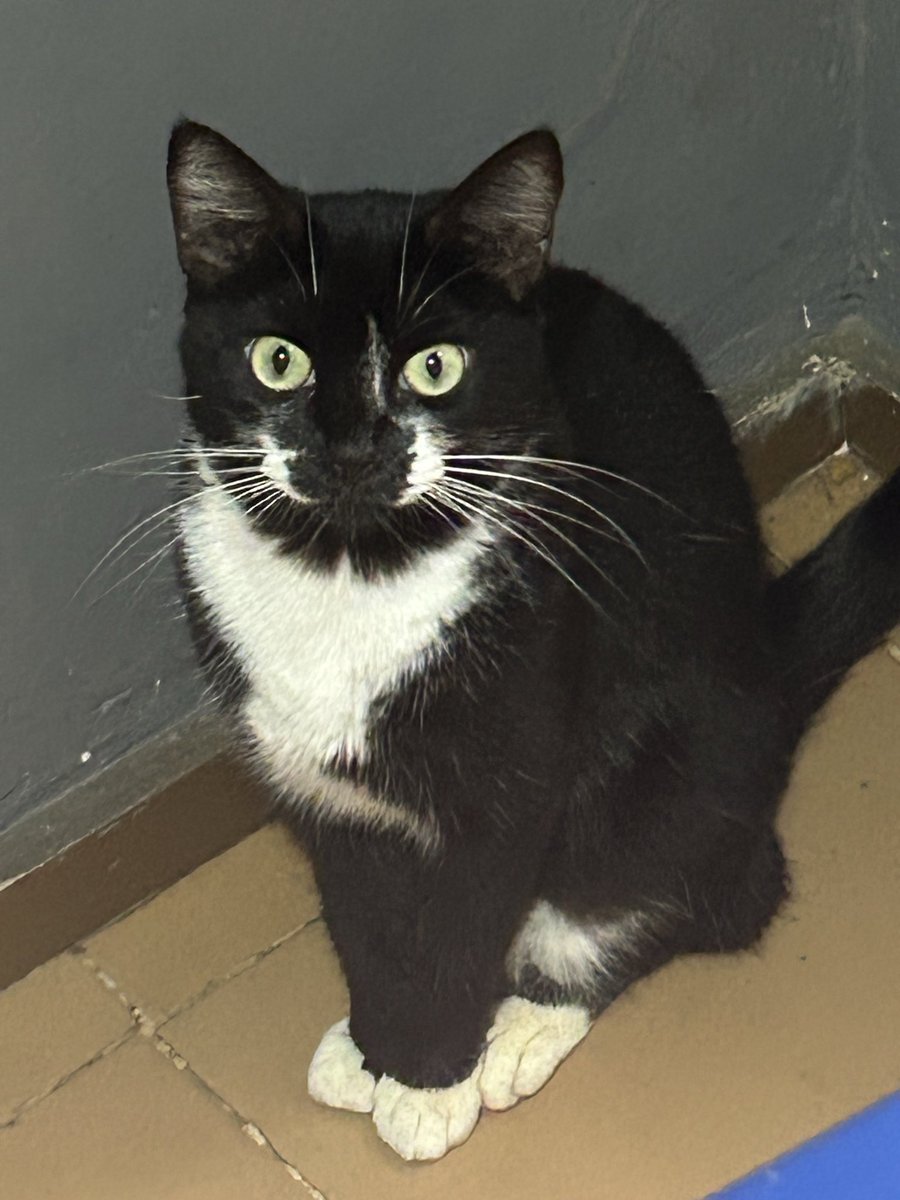 moni (@monicyberxoxota) on X