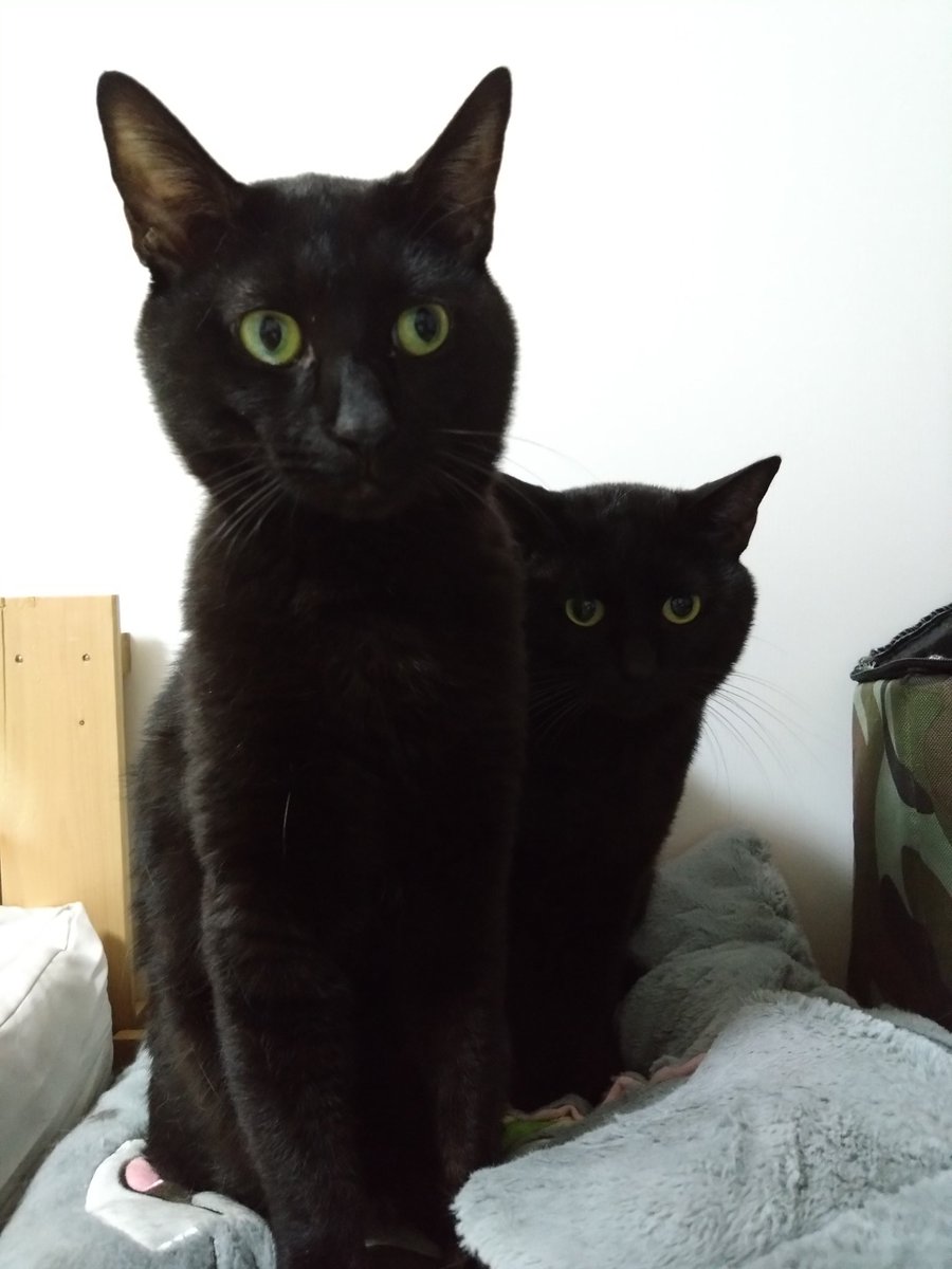黒猫一家🐭 (@arca20220921) / Posts / X