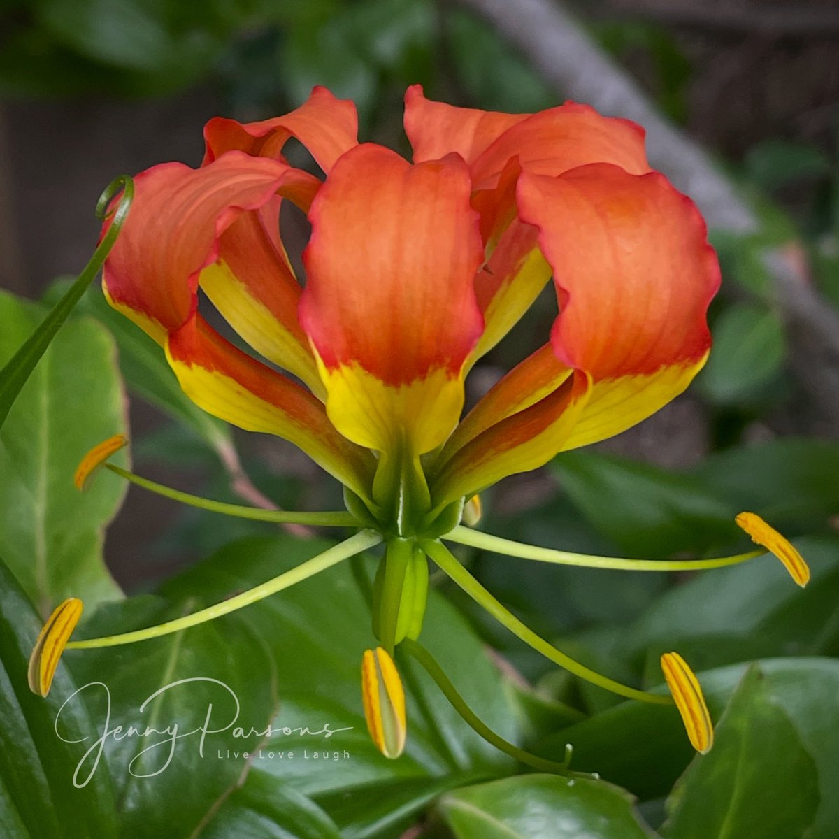JennyPaPB's tweet photo. Gloriosa superba aka flame lily is a flowering plant in the family Colchicaceae. Not endemic to SA &amp; is the National flower of Zimbabwe. Stunning but poisonous…

#wildflowers #wildcoast #flamelily #beauty #flowerphotography #botanising #Inaturalist #nature https://t.co/Kf9Bt64n6E