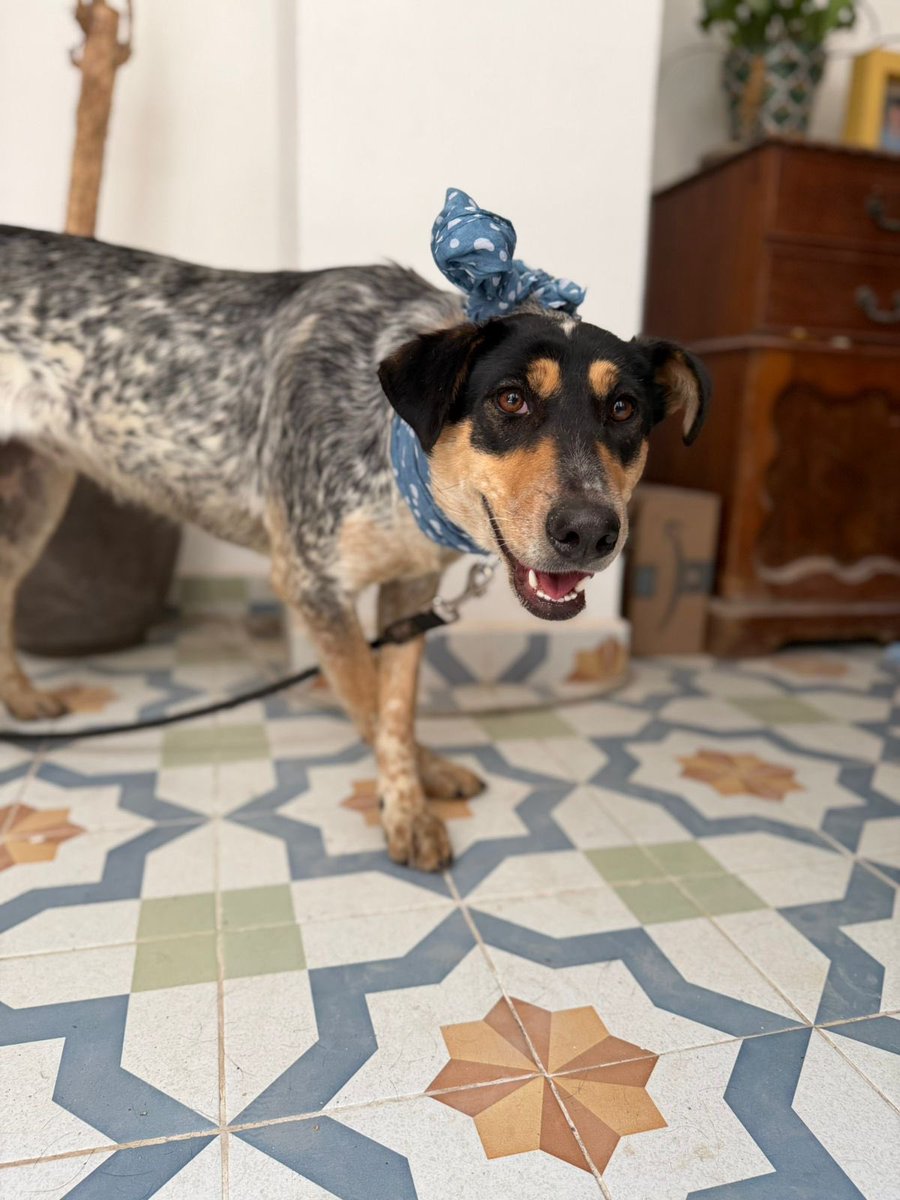 Lúa en adopción.🩷

Lúa es una perrita rescatada que viene de un lugar horrible,un lugar donde los perritos que no tienen casita son víctimas de cosas espantosas.

Lúa aún tiene miedo por cosas que vivió ahí,pero con mucho amor y paciencia le estarías dando el mejor regalo de su