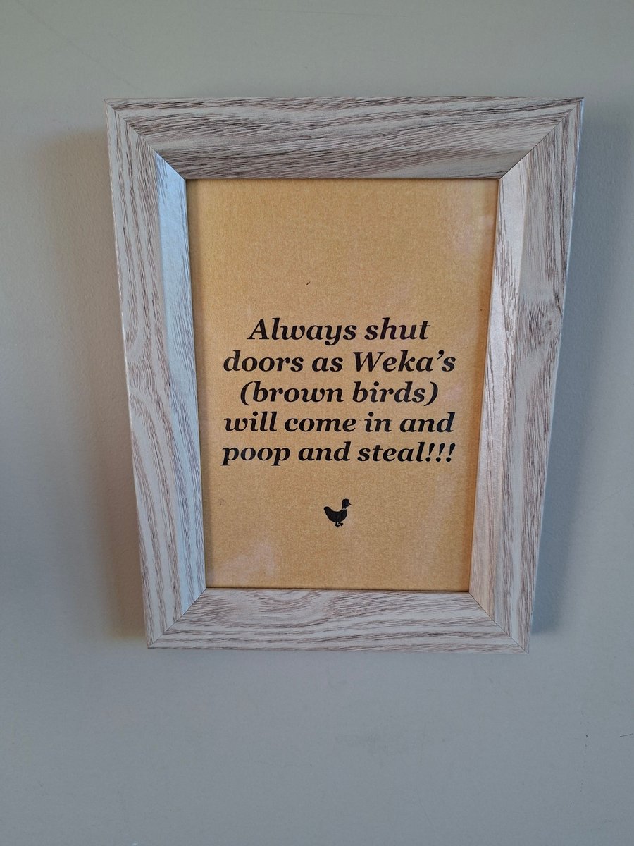 I snapped a pic of this sign in our room last night. (Staying at Cape Foulwind, near Westport in New Zealand) Here's a snap of the culprit in its natural habitat.

#travel #newzealand