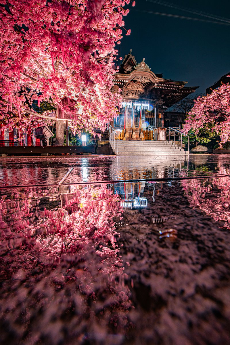 haskap1017's tweet photo. 雨の日の桜神宮で見る夜桜も素敵でした https://t.co/QkdxsWlr7b