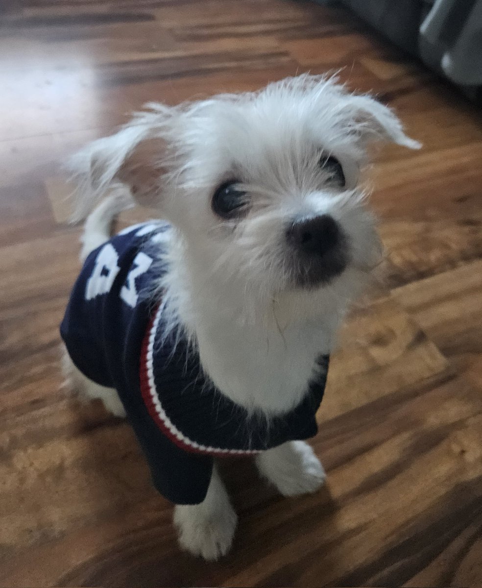 queeng199's tweet photo. @comcast Thank you so much for the #TeamUSA gear! Opal looks fantastic! Gooooooo, USA! https://t.co/19JrtrtMZZ