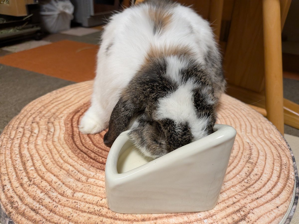 もも♀🍑@うさぎパパ (@momorabbit21) / Posts / X