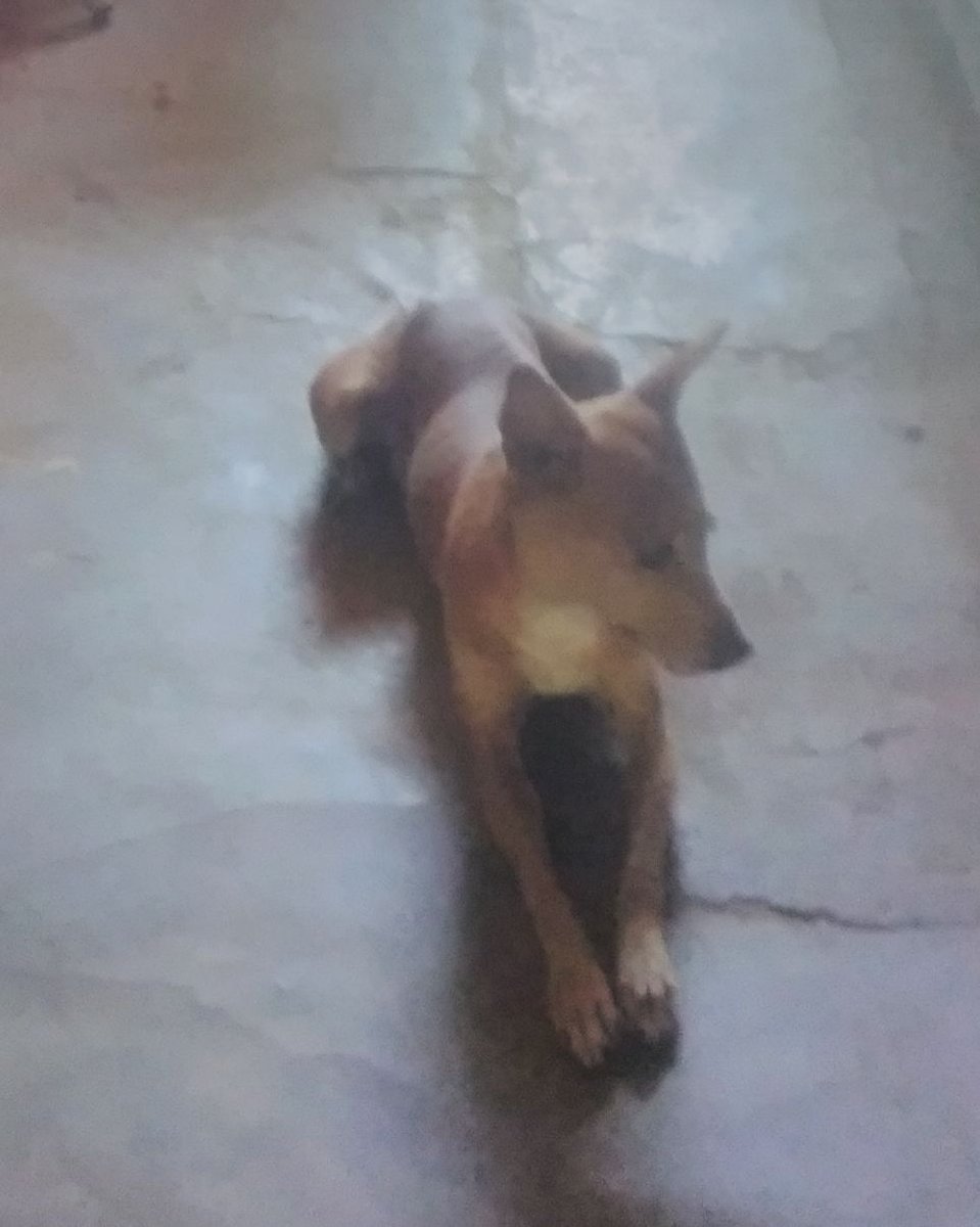 Hermosa y recuperada está Matilde. La perrita atropellada en #Pedregales, Juan Griego. La tenemos en un hogar temporal con una sra pensionada, tenemos el compromiso de llevarle la comida semanalmente. Mucho agradecemos quien pueda colaborar con arroz, proteinas, perrarina