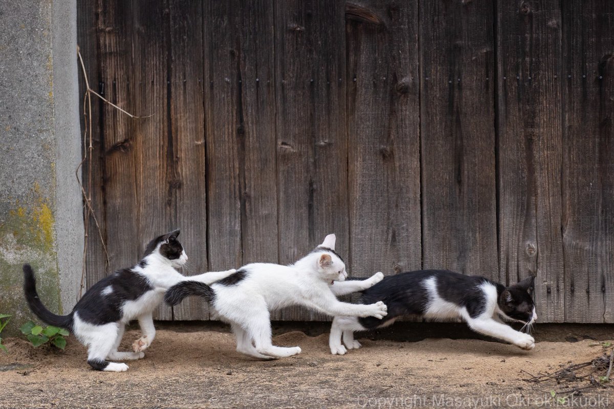 おおきなかぶ。