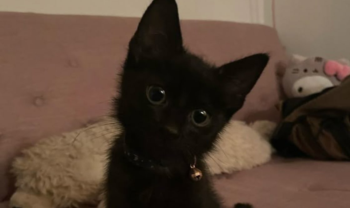 23:51🐈‍⬛
da una parte l’amore della mia vita, bellissimo, stupendo, meraviglioso… dall’altra… un coso inutile 
[<a href="/arescaylively/">ares</a> ]