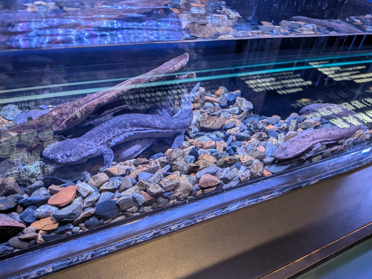 ペンギンたろう (@bRGjgE0srUMSHNN) / Posts / X