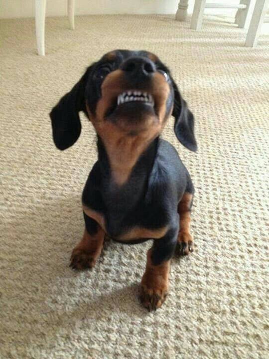 salsichinhas's tweet photo. Dentinhos branquinhos https://t.co/0vxnPdpRrk