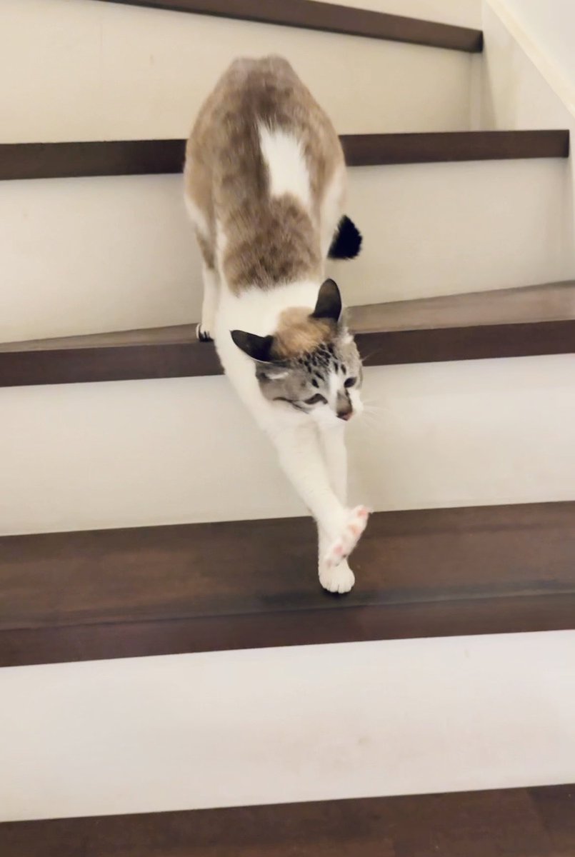 ぴえん猫ミント (@piennekomint) / Posts and Replies / X