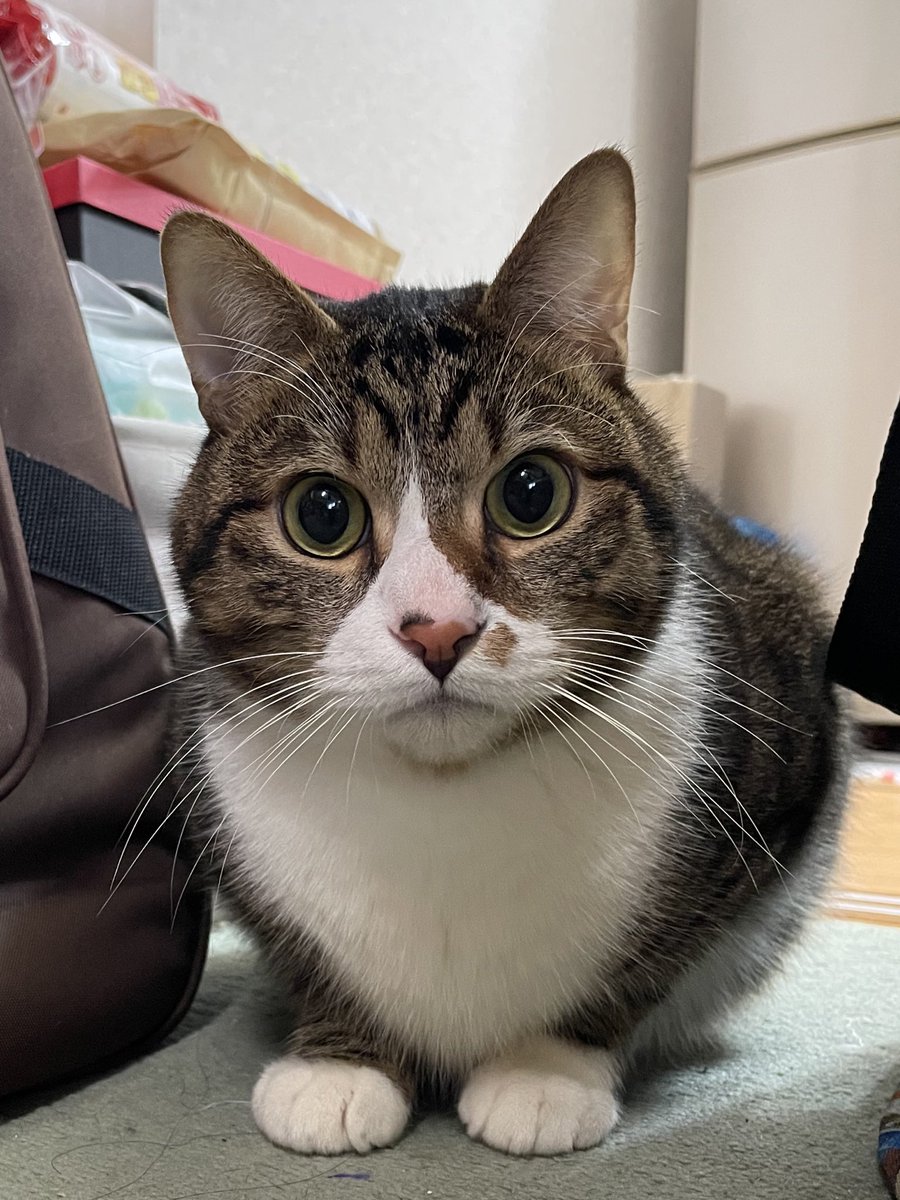 おはようございます😽💕 #ももた