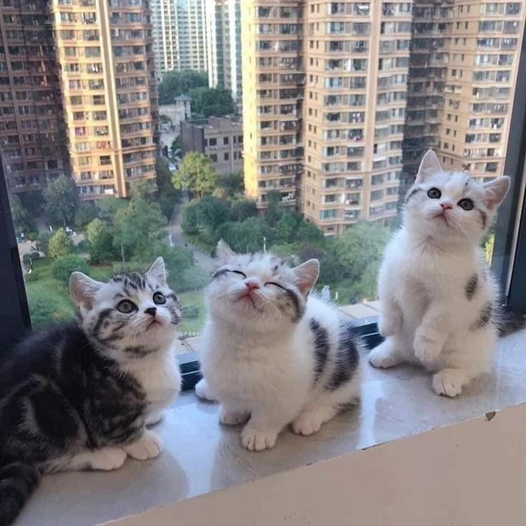 Cats all the way tweet media