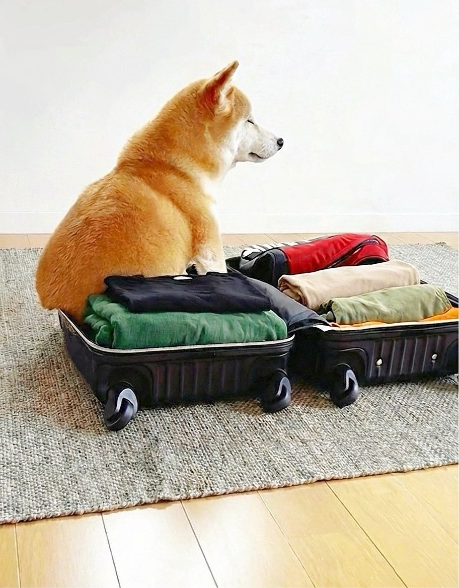 柴犬·͜·♡もも (@momonosekaiii) / Posts and Replies / X