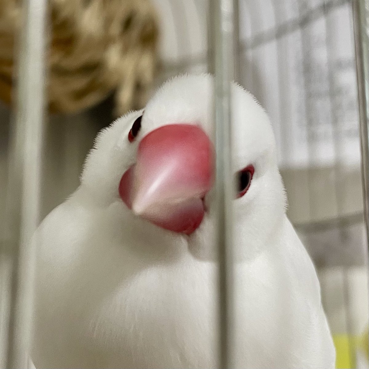 2月産まれ✨
「そろそろ1歳なのか〜」と思って、文鳥の一年を調べたら「人間で20歳くらい」なんだって( ⊙⊙)!!