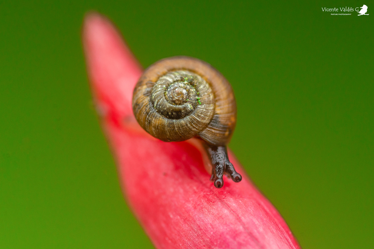 Hoy en #LaderaSur 

🐌Caracoles terrestres en Chile: pequeños fantasmas de los bosques

En esta galería fotográfica, junto al fotógrafo Vicente Valdés y el investigador Rodrigo Barahona, te entregamos un acercamiento general a estos pequeños gigantes.👇🏽

ow.ly/JbxW50Ym4jI