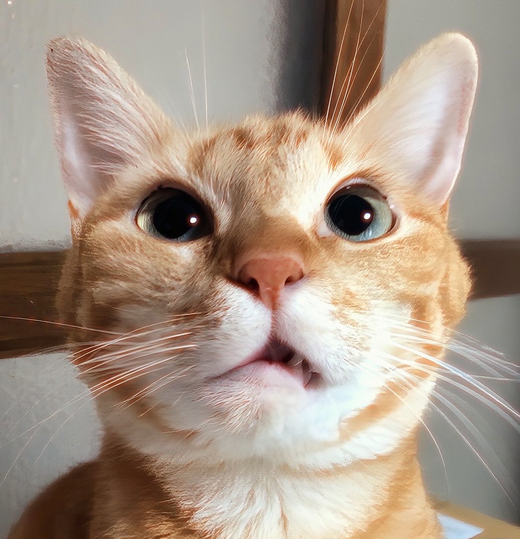 ニコちゃんとこたろう先生とトロとわさび姐さん tweet media