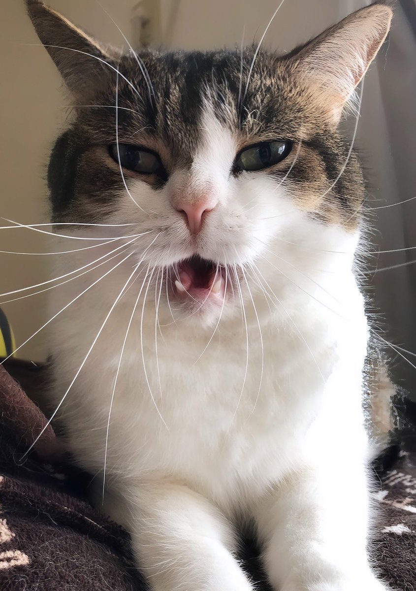 ニコちゃんとこたろう先生とトロとわさび姐さん tweet media