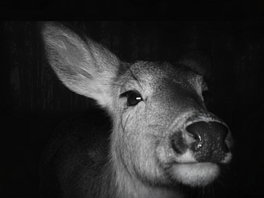 Drip_Drip_Flood tweet media