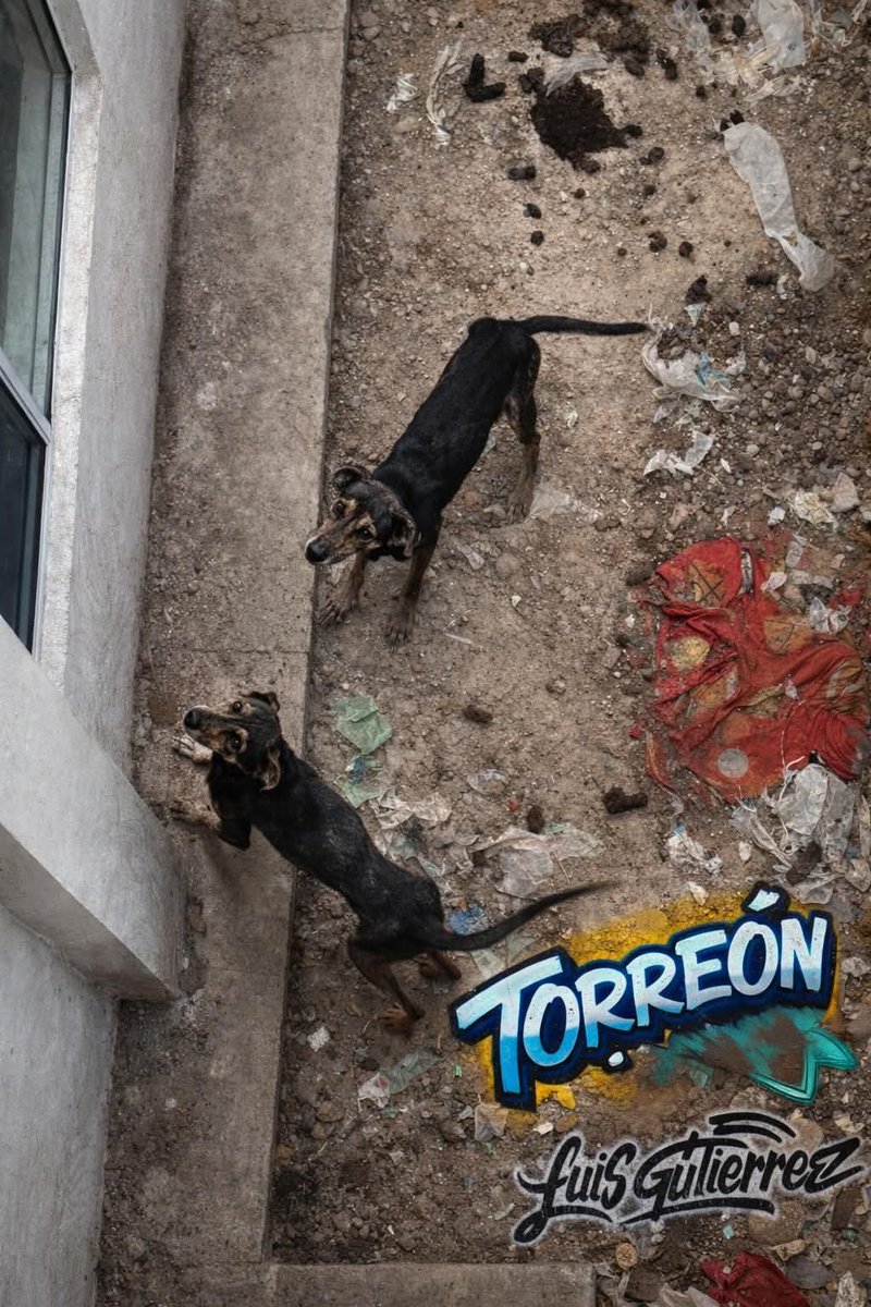 HtTrejo's tweet photo. ¡AUXILIO! MALTRATO EXTREMO EN TORREÓN.

​🐾💔 ¡POR FAVOR COMPARTE! Estos dos perritos se están muriendo de hambre. 😭 Están en huesos, viviendo entre basura y llegan al grado de comer sus propias heces para no morir. 

​ DIREC Valle de San Miguel, Col. La Rioja #8171, Torreón. https://t.co/T2hsofq7oc
