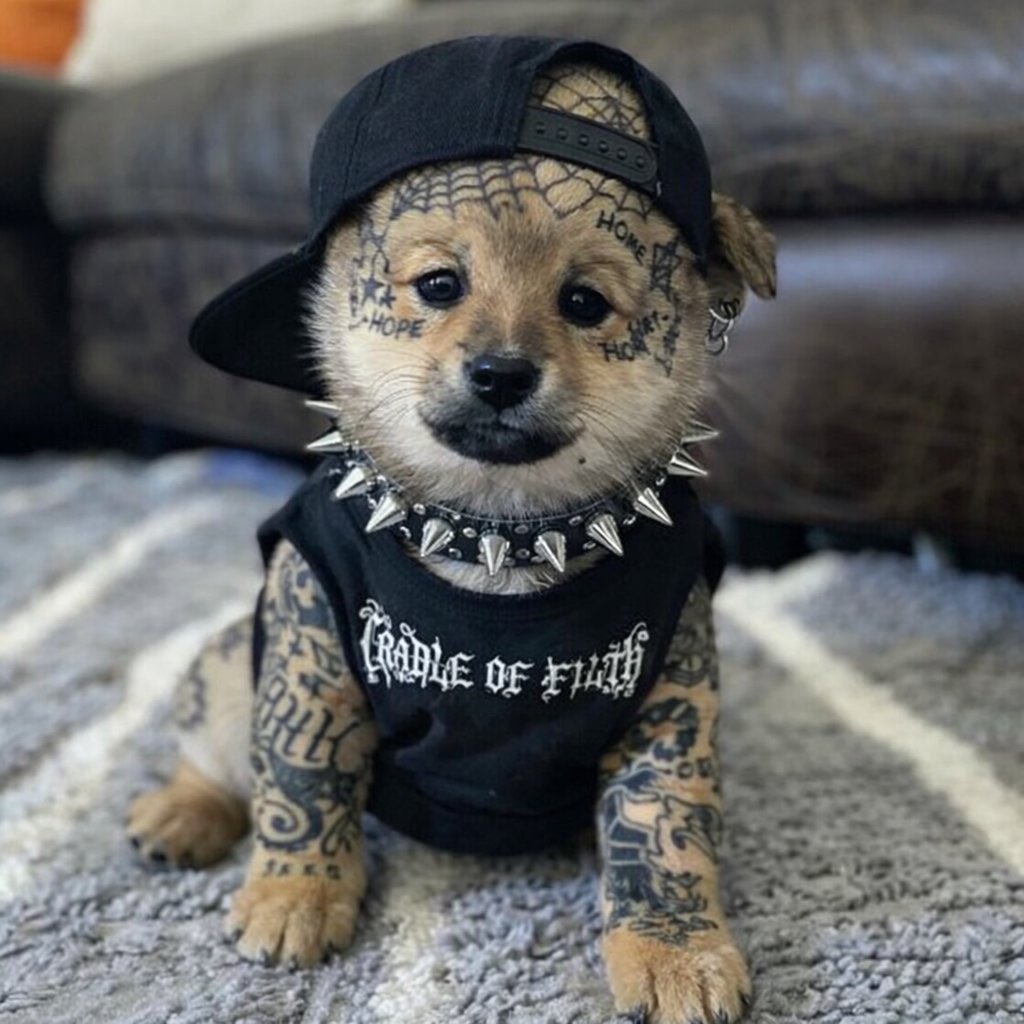 COWBS's tweet photo. It’s not a phase mom! https://t.co/MOd0YnYzFd
