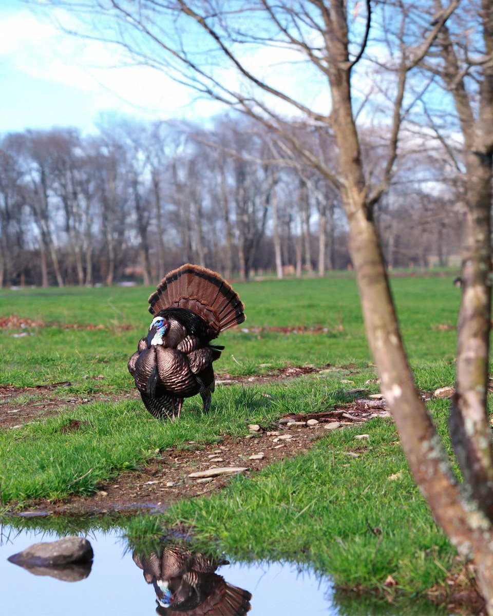 Realtree tweet media