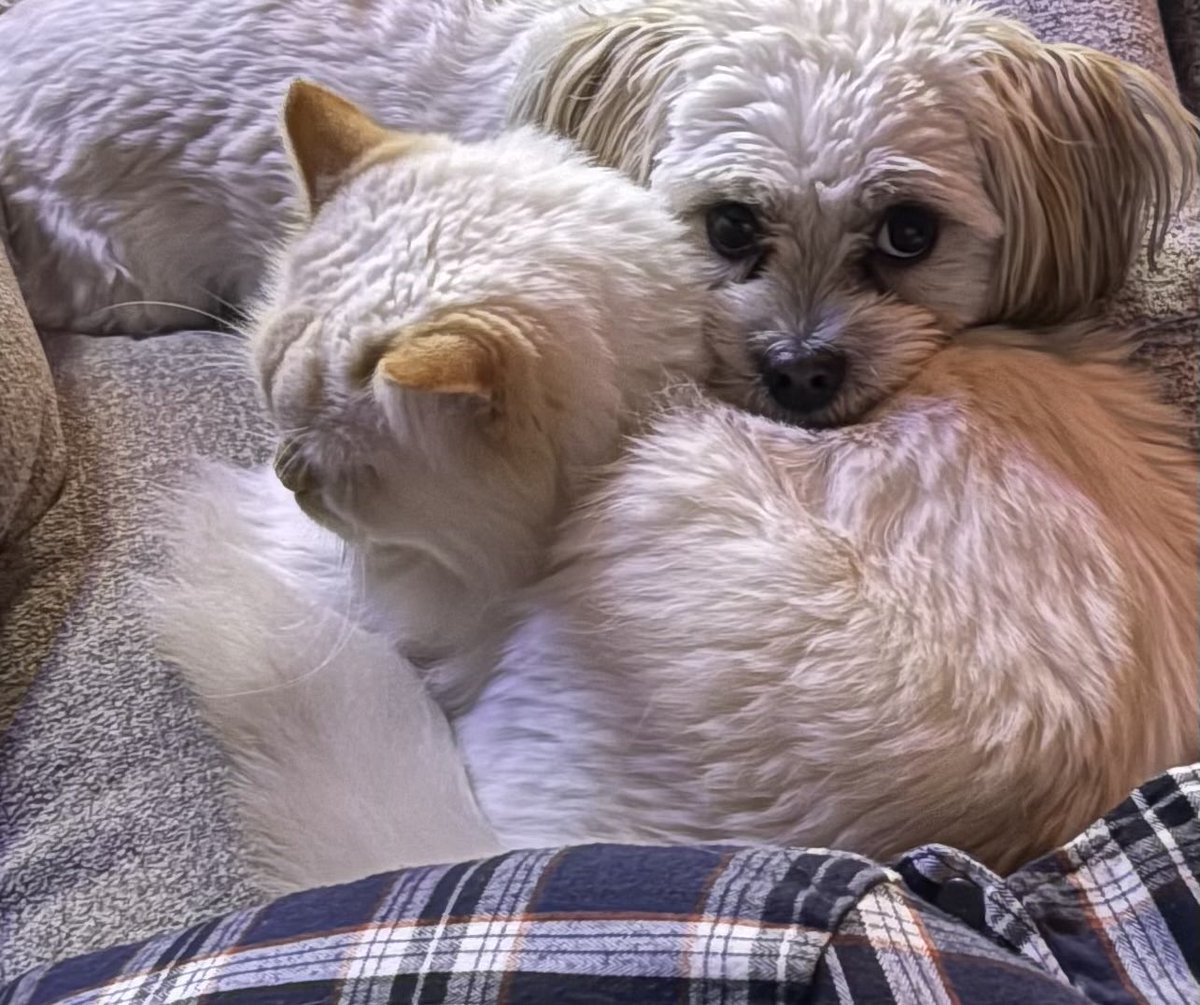 Sue Mac 🇨🇦 tweet media