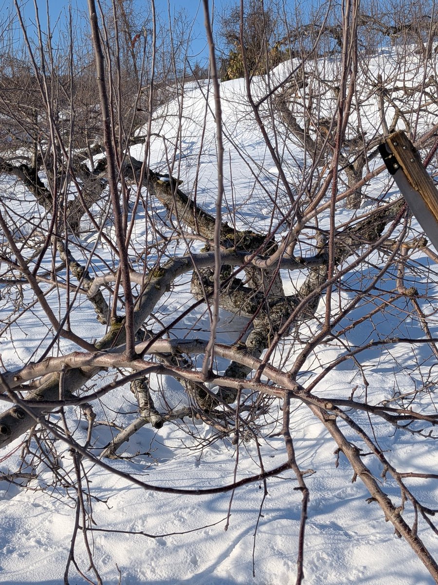 mitsutu_f's tweet photo. 今日の岩木山です☀
真っ白なお山です☀
堅雪で歩きやすい、剪定が進みます https://t.co/qnWuweFnV5