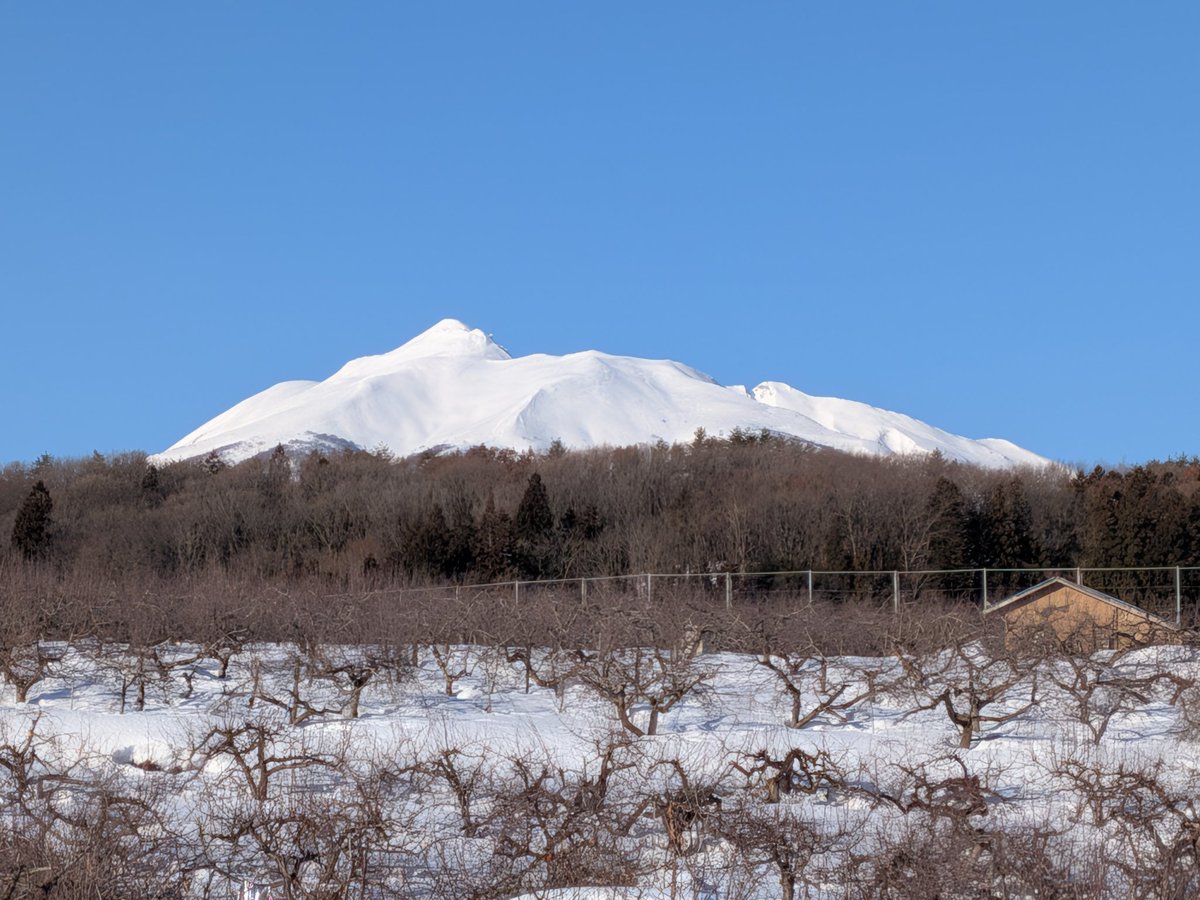 mitsutu_f's tweet photo. 今日の岩木山です☀
真っ白なお山です☀
堅雪で歩きやすい、剪定が進みます https://t.co/qnWuweFnV5