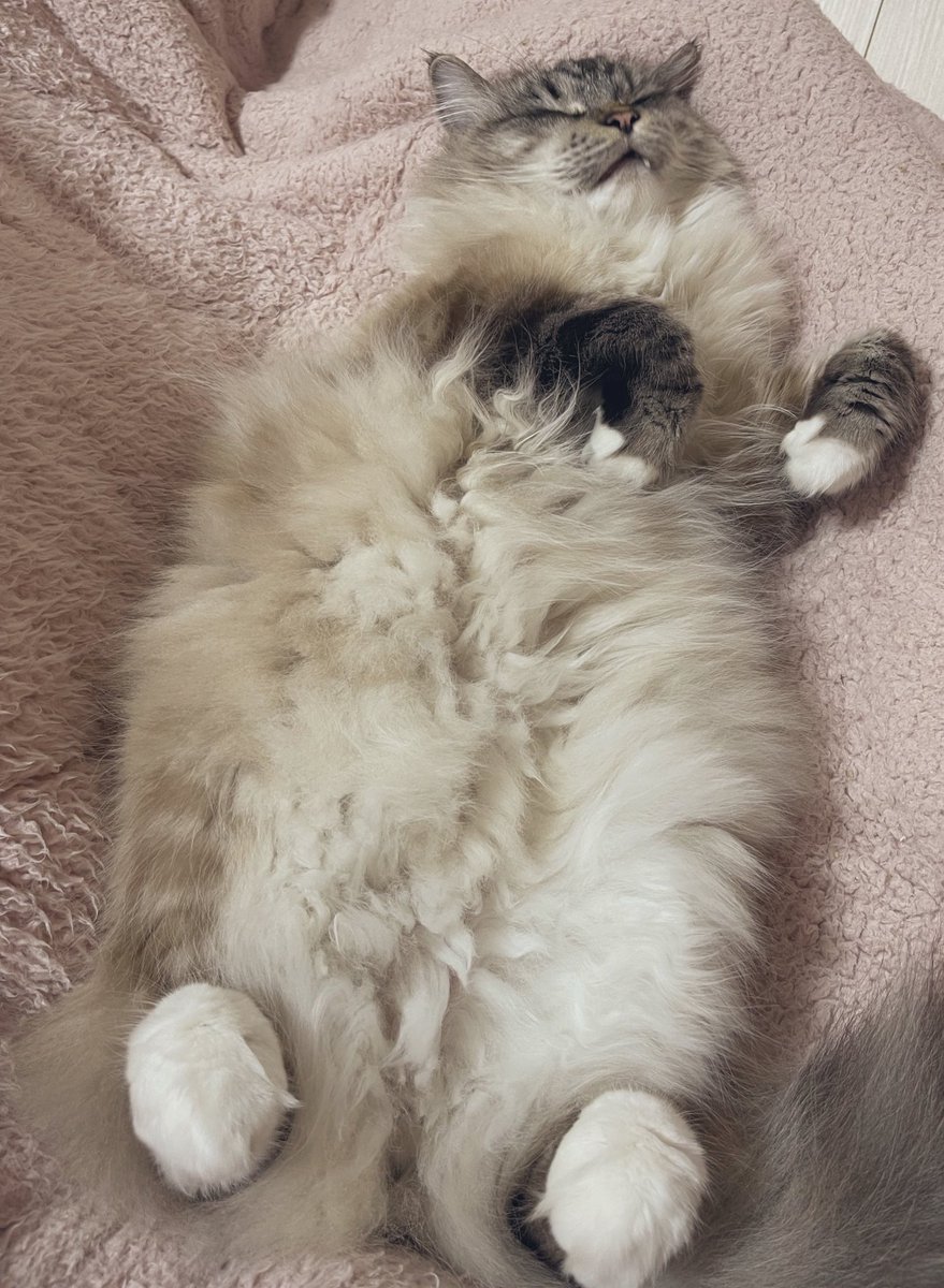 pito0925's tweet photo. もっふもふだよ〜🐾🐱

#猫のいる暮らし https://t.co/6lNDWn2r17