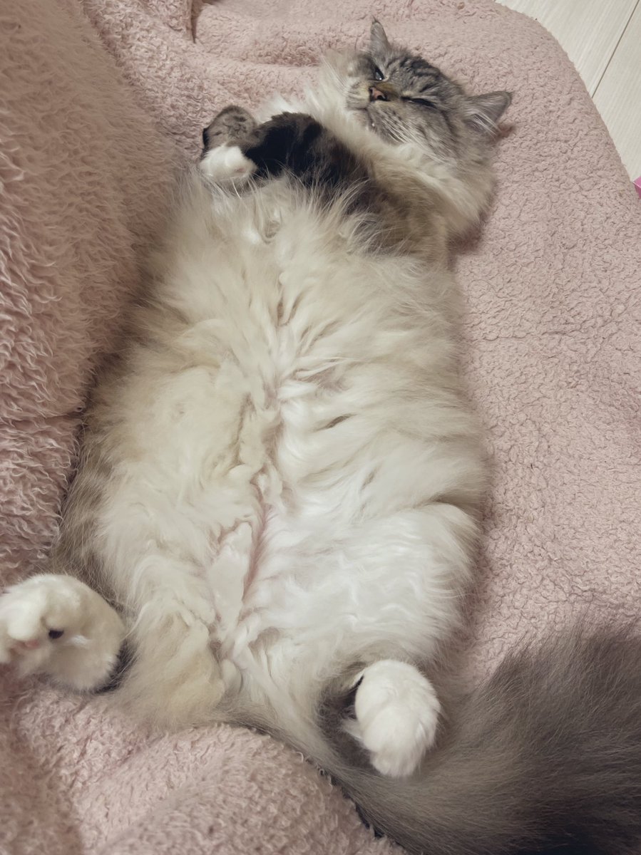 pito0925's tweet photo. もっふもふだよ〜🐾🐱

#猫のいる暮らし https://t.co/6lNDWn2r17