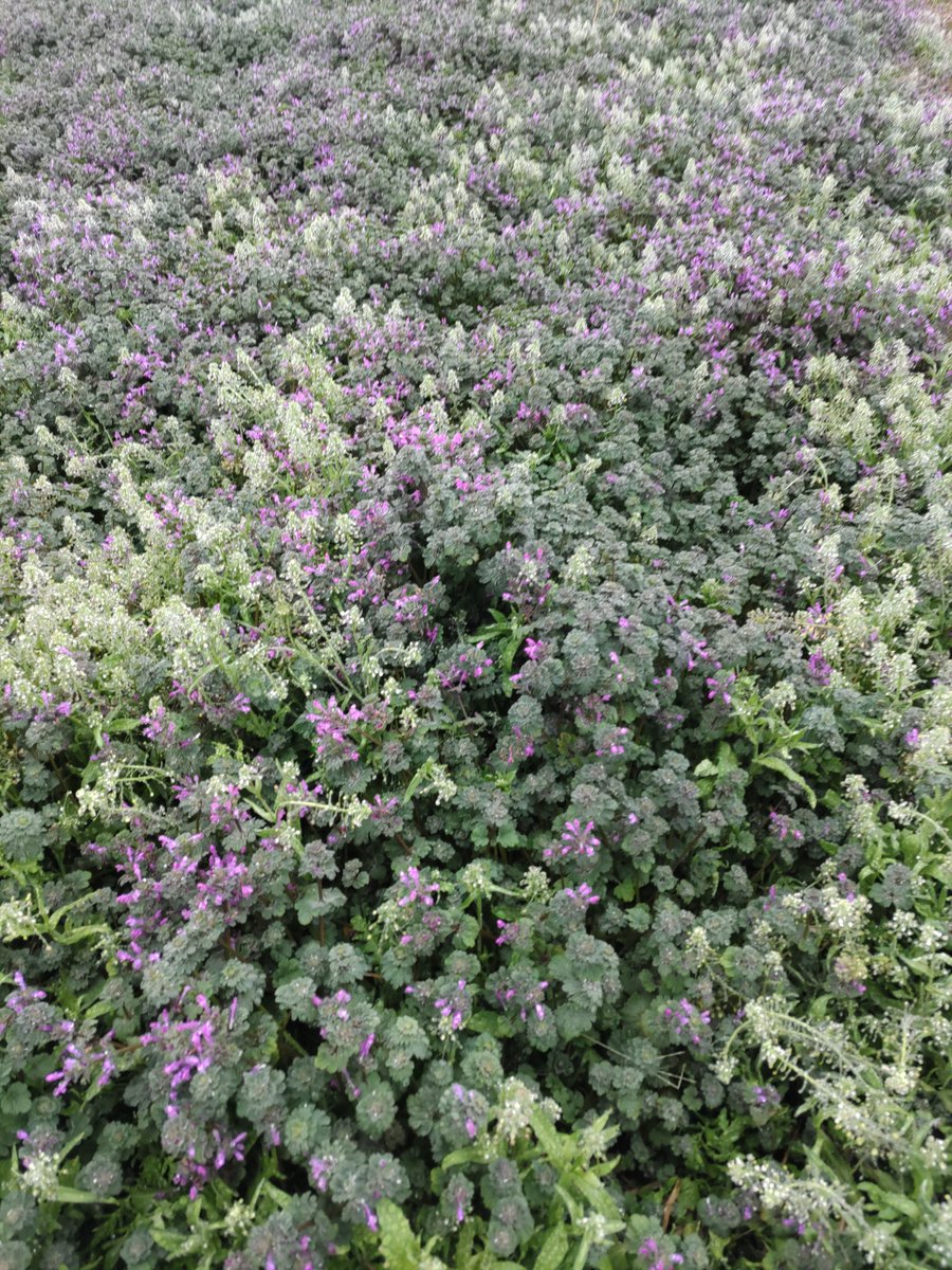 ワンちゃん散歩の途中 DMR（TG1393 WiRES-X Gateway） SOA/0局 大町市