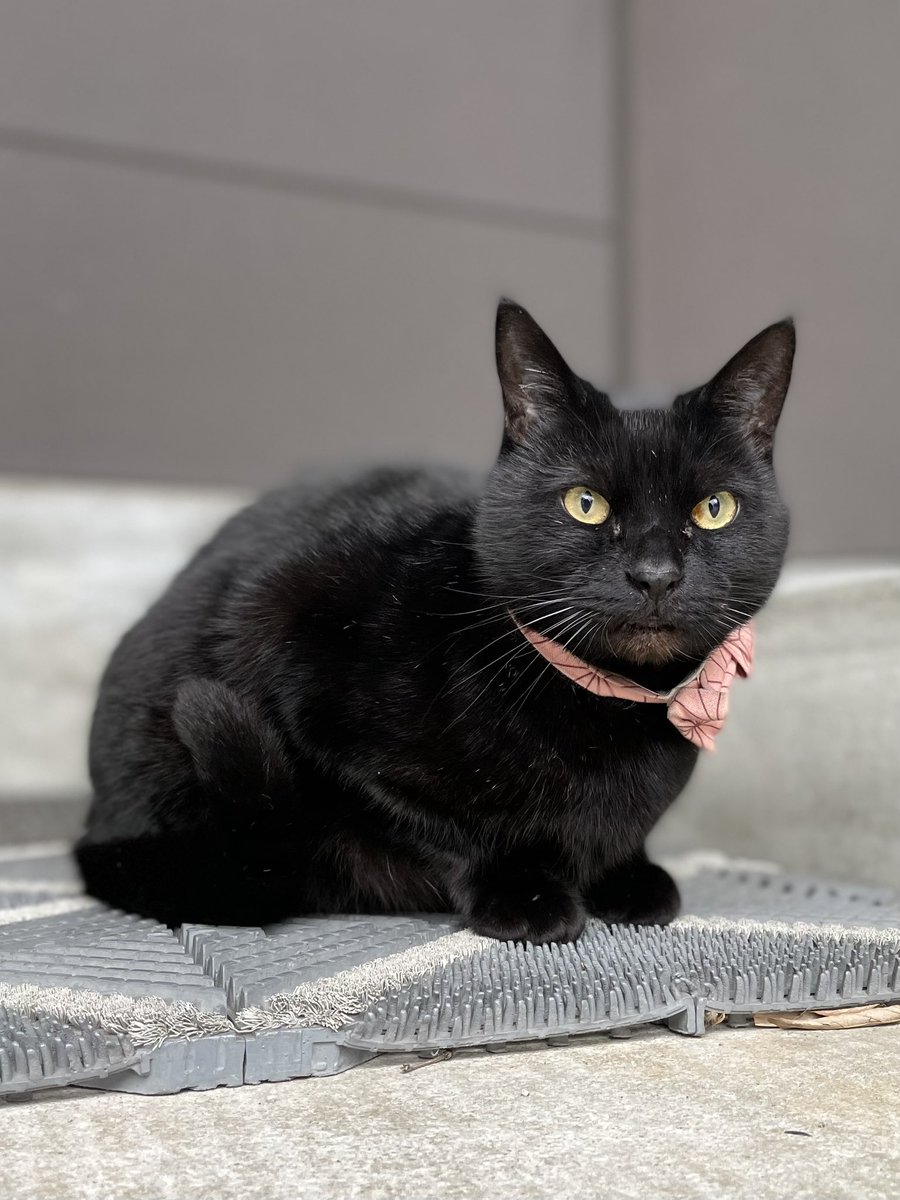 時をかける猫ニャ579 