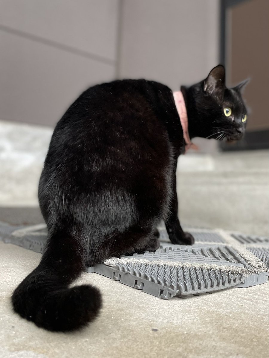 時をかける猫ニャ579 