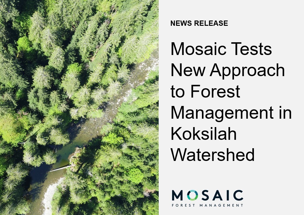 MosaicForests tweet media