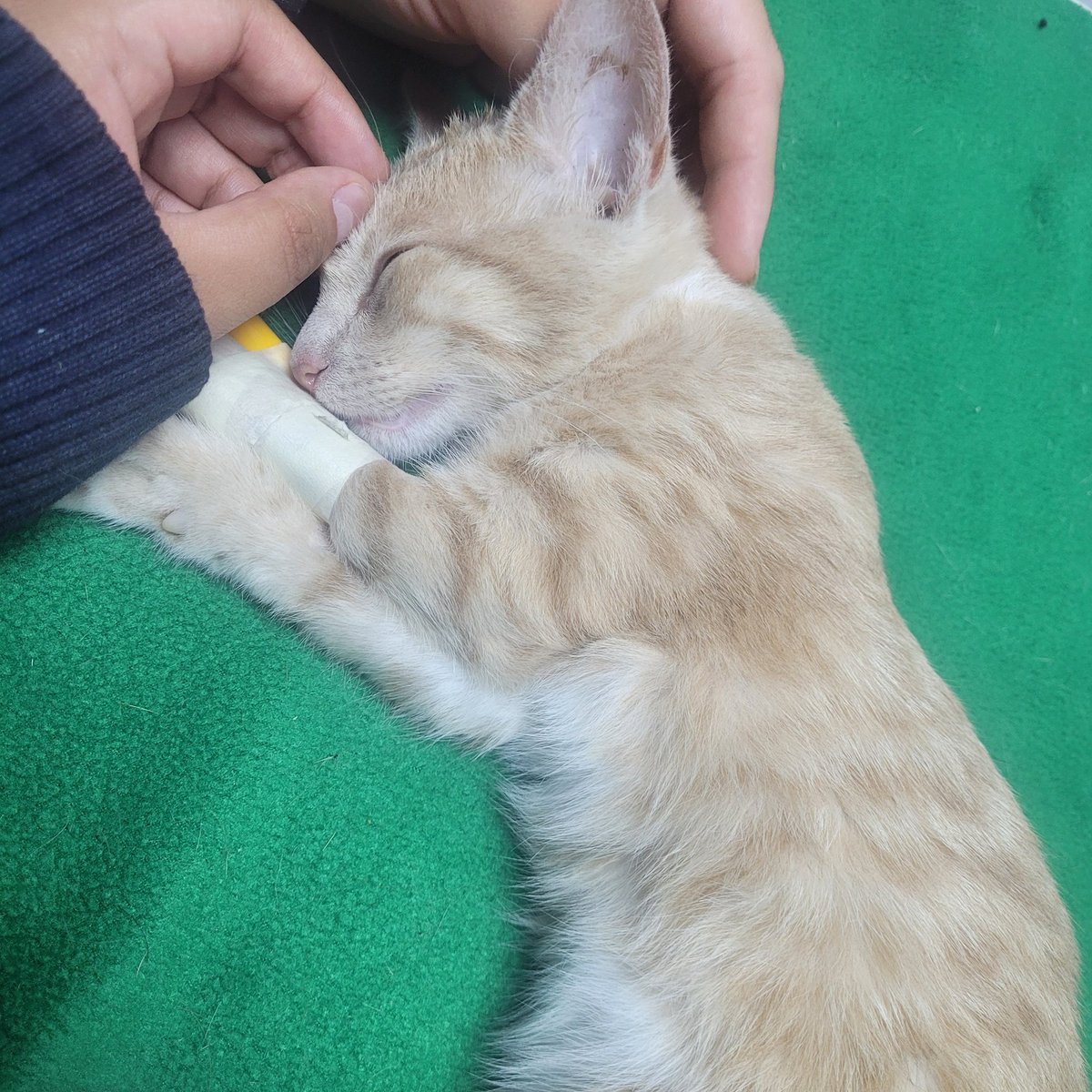 Cal • Varius ™ • CMS OPEN tweet media