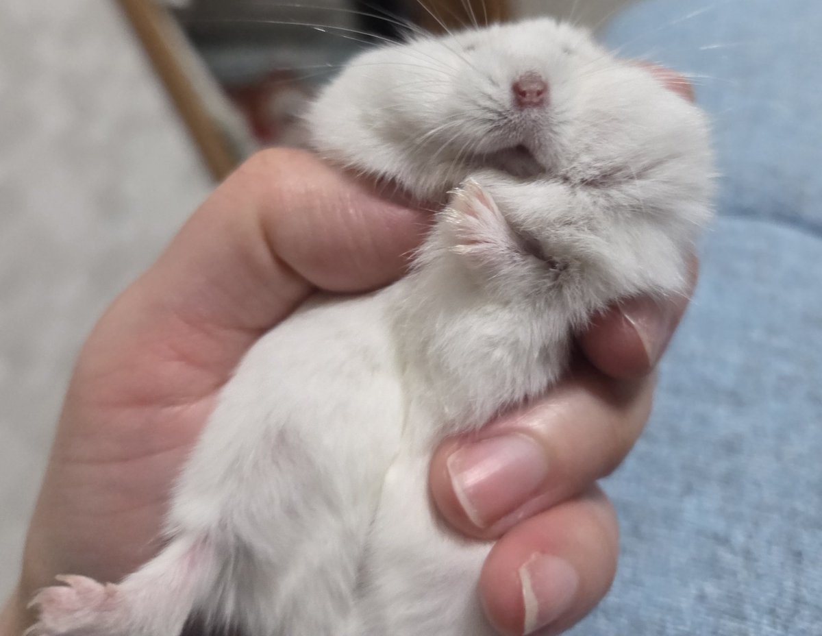 もう好きにしてという顔になってる