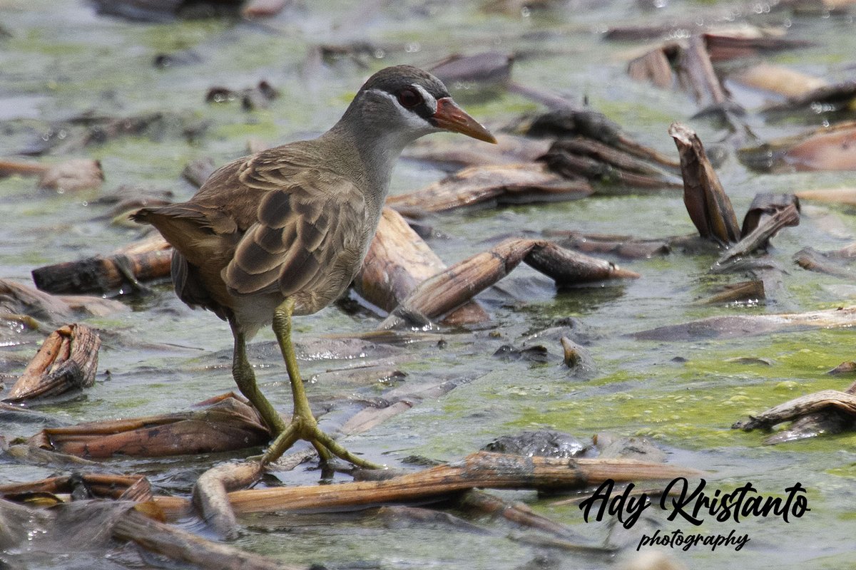 Burung-burung Rawa dari keluarga Rallidae di Muara Angke. Nama Rallidae sendiri berasal dari bahasa Latin rallus yang berarti “rail” (sebutan untuk burung rawa kecil yang lincah dan tersembunyi). Terkadang lebih banyak bersuara di bandingkan muncul sosoknya.