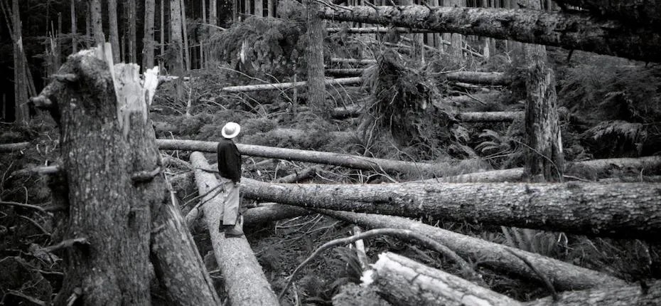 Evergreen Foundation tweet media