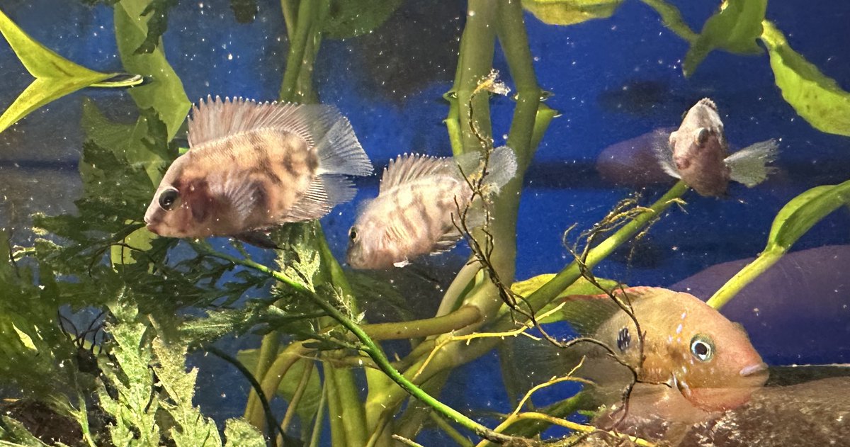 これ幼魚の時点で何の魚かわかる人いるのかな？ 俺はわからないし